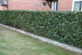 Trimmed Hedge