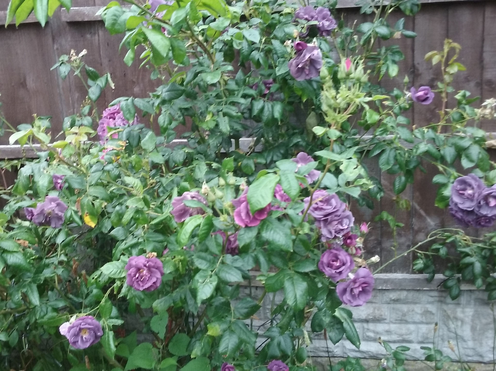 Purple Bush